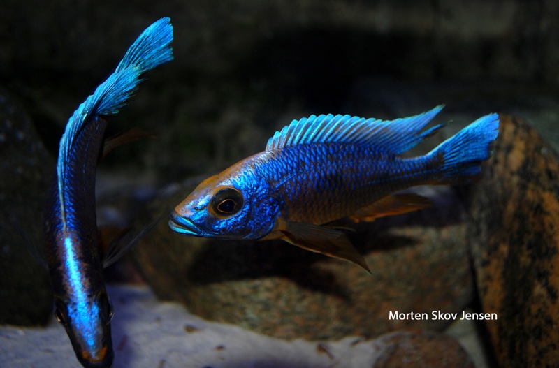 Otopharynx lithobates 'Three Peaks Reef'